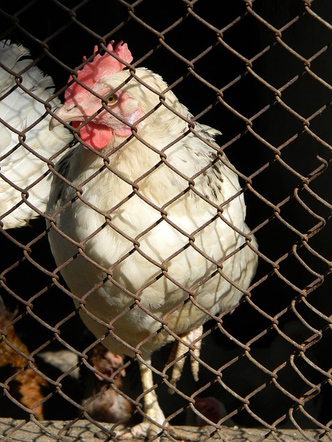 皇马在欧冠 皇马在欧冠